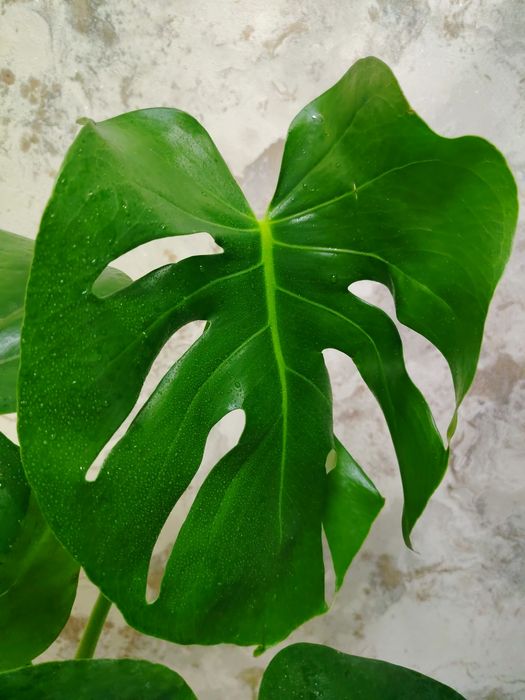 Комнатные растения для дома