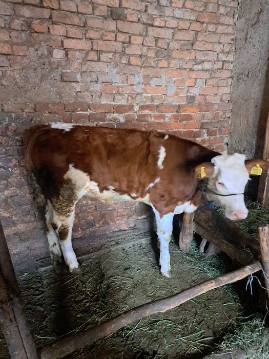 Disponibilă super vițea de 6 luni