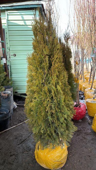 Туя Смарагд. Туя Пирамидальный