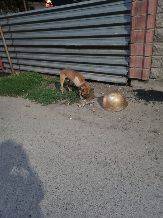 Собачке нужен верный друг