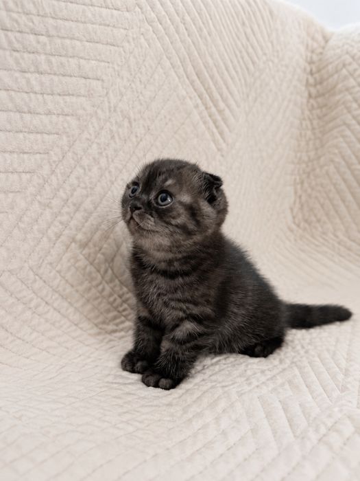 Продается котенок.Гламурный мальчик вислоух