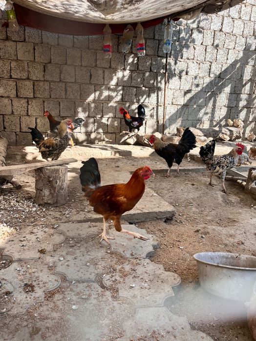 Хуроз Товук Хуроз