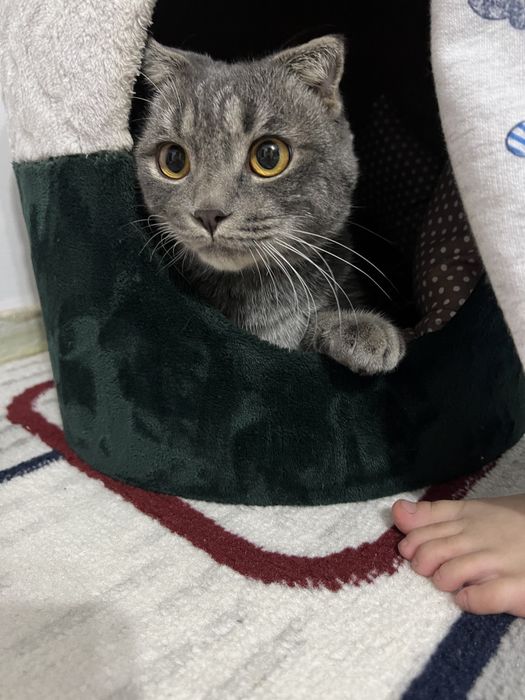 Mushuk sotiladi o’g’il bola Skottish fold