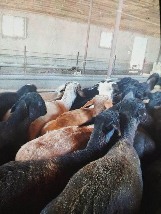 Бараны   Алматы   Кой  баран