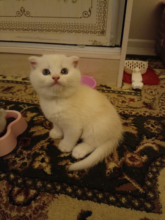 Mushuk bolasi sotiladi