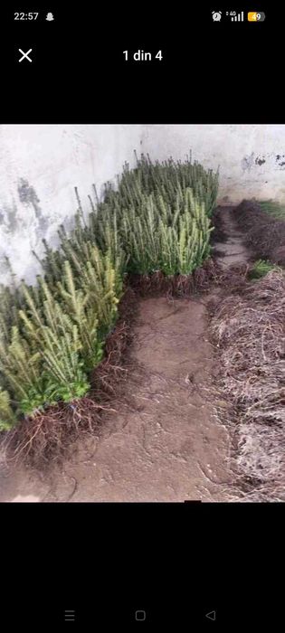 Vând puieții tratați și comestibil