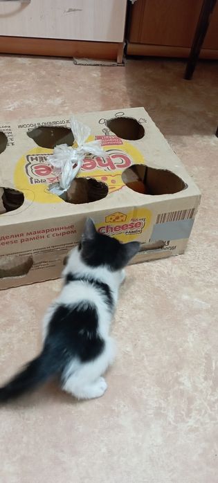 Отдам бесплатно котенка