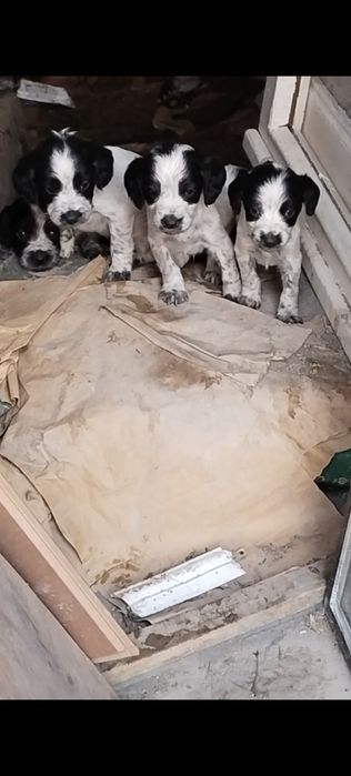 Щенки русский спаниель