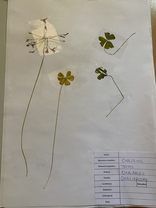 Realizez ierbar/ buruienar