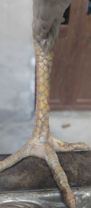 Makiyon sotiladi