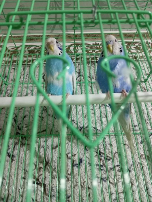 Valnisti papugay hakka