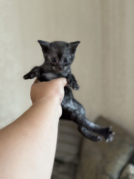 Вислоухие котята