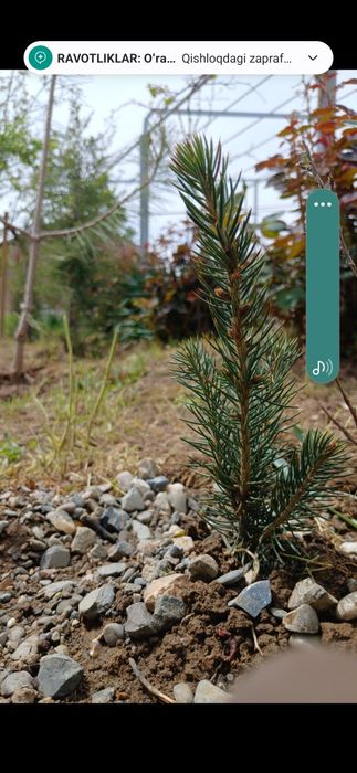 Assalomu Aleykum goluboy yel sensasi, qirg'izistonniki
