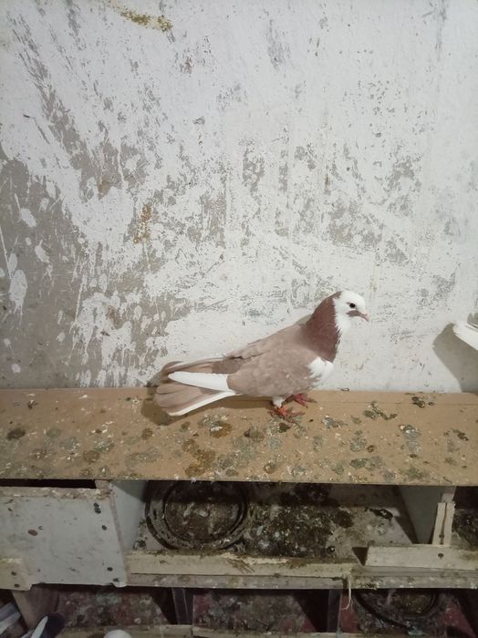 Голуби  шерикахвост