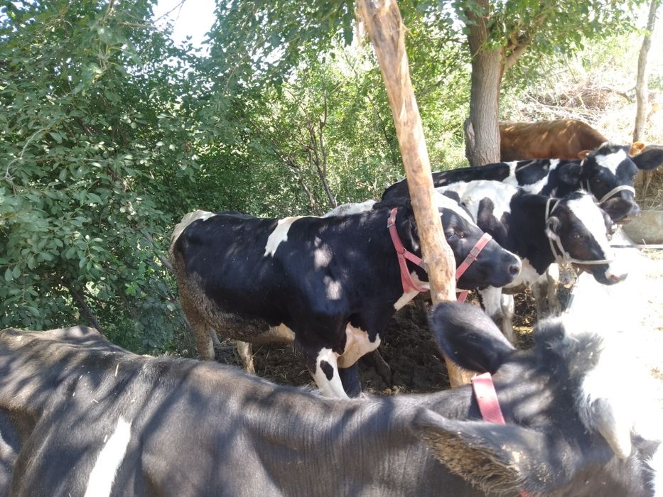 Парода букалар сотилади 15милёндан