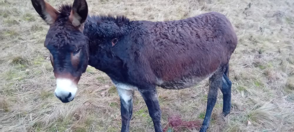 Magarita magari magar