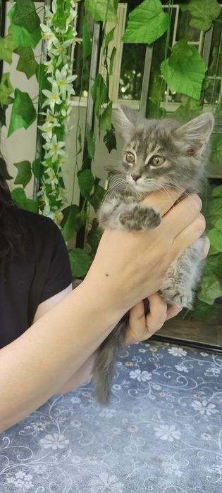 Котенок  пушистый