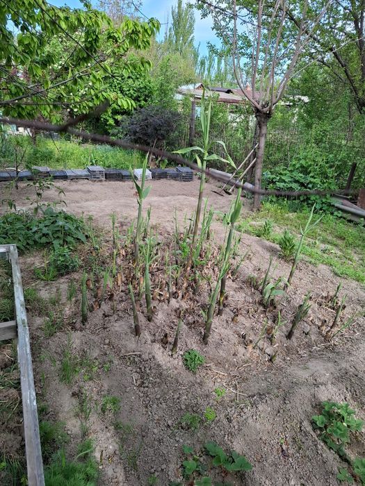 Бамбук (корни) продам