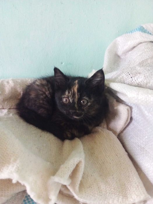 Котята - Раздаём бесплатно