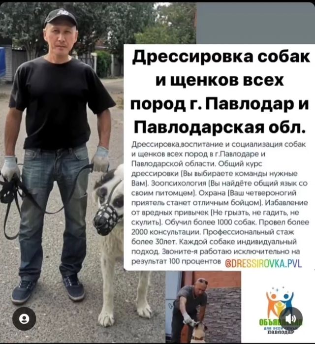 Дрессировка собак