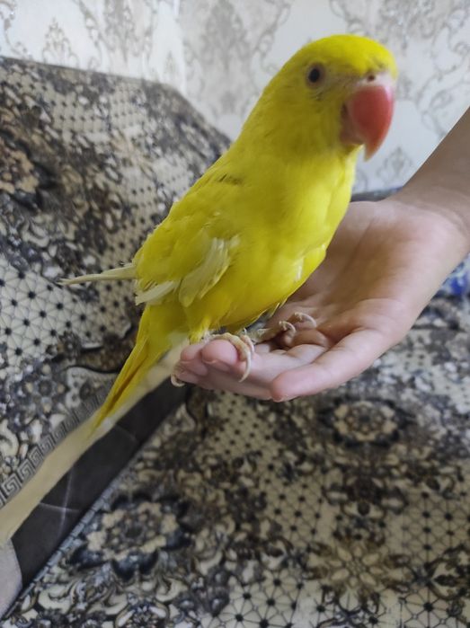 Продается попугай