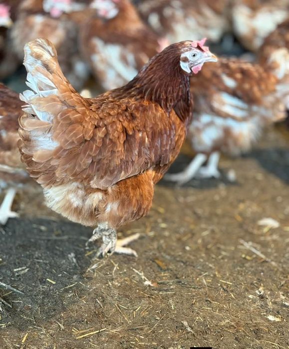 Кокошки носачки.