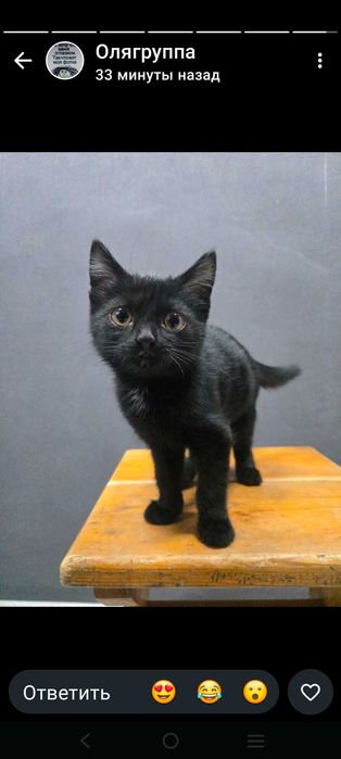 Котенок в добрые руки