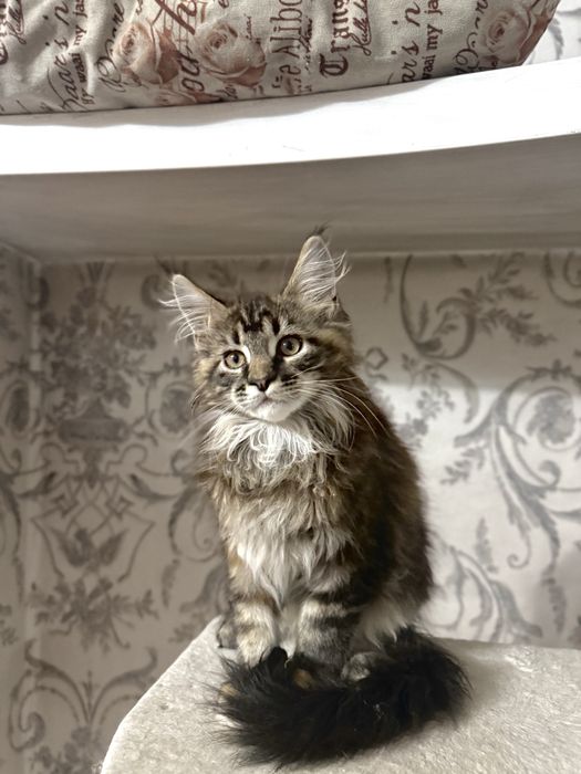 Котенок мейн кун девочка 3 месяца трехцветная