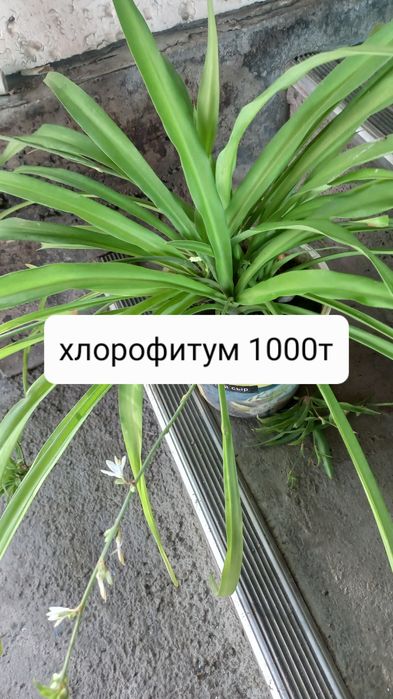 Продам недорого цветы