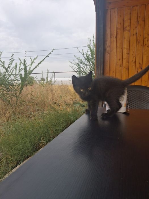 Котёнок Пантера бесплатно