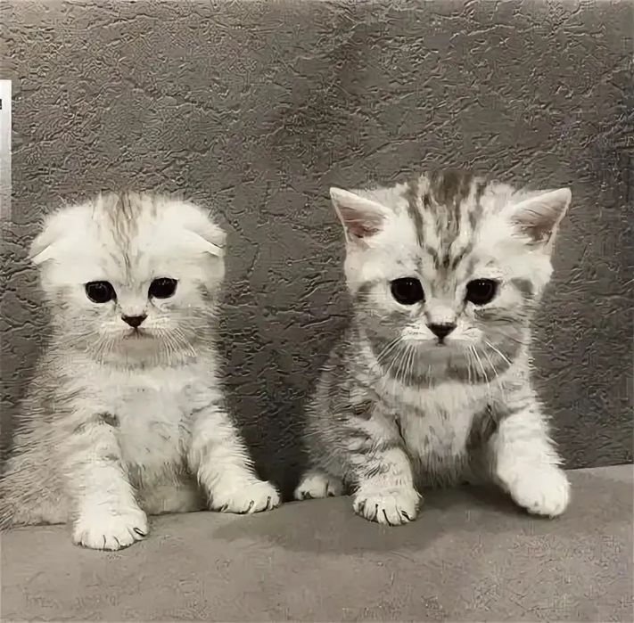 Вислоушки и Прямоушки