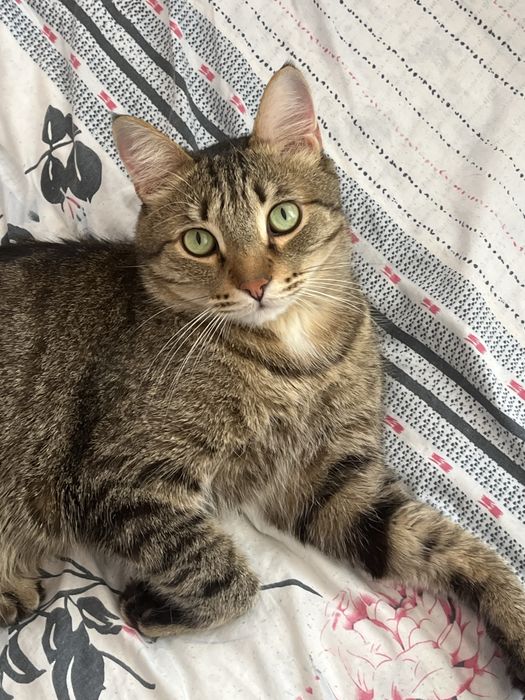 Отдаем кота( мальчик )