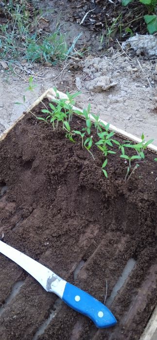 Биогумус для растений 3500 тенге