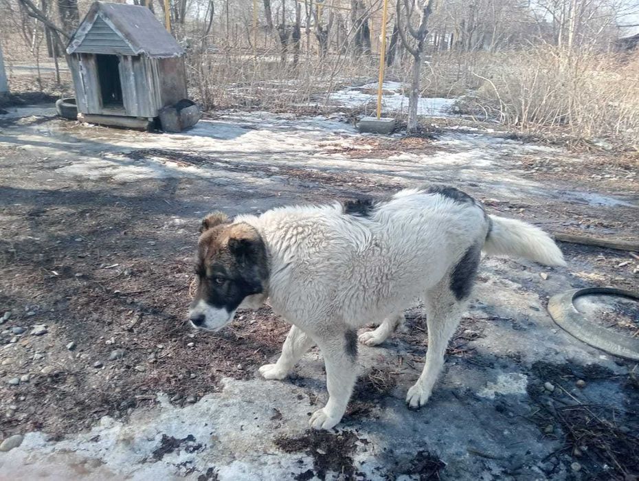 Собака //мальчик//еркек кавказ