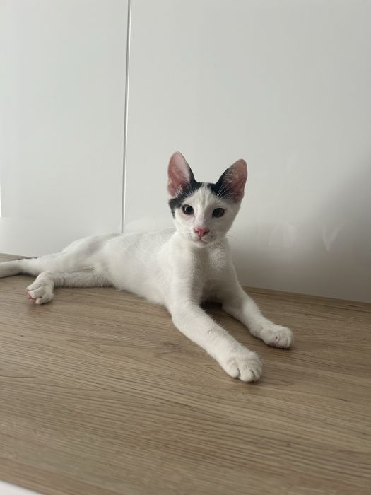 Малък Пухчо търси дом