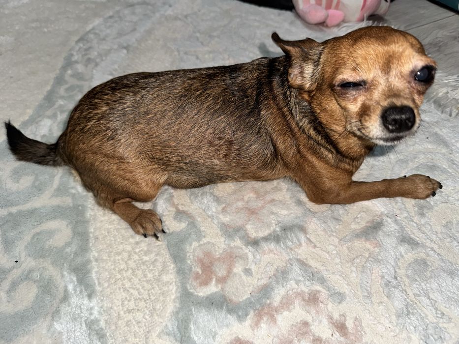 Продам срочно Связи аллергия Чихуахуа девочка