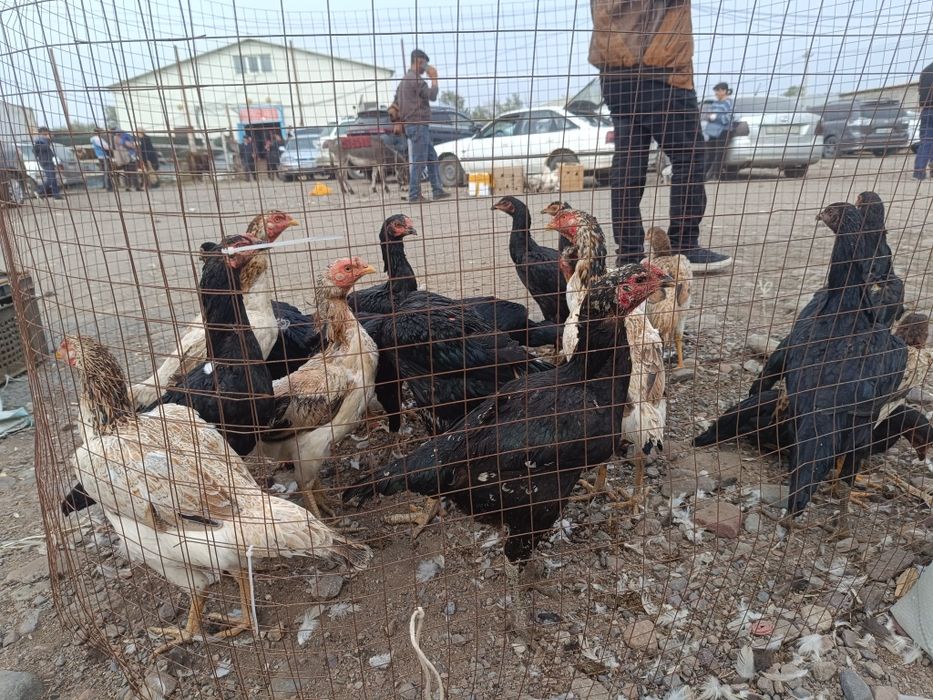 Продам даканих 20шт