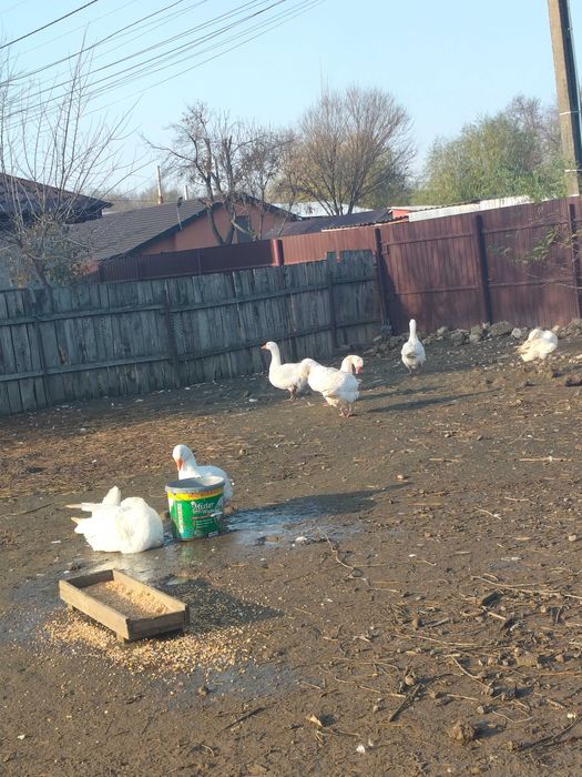 Gâște americane 8 buc