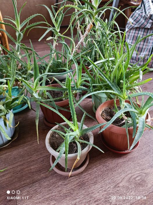 Спешите приобрести алоэ.