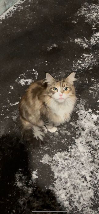 Найдена кошечка Мейн-Кун