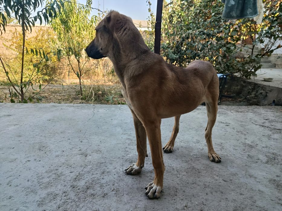 Kuchuk sotiladi 6 oylik kuchuk bolasi