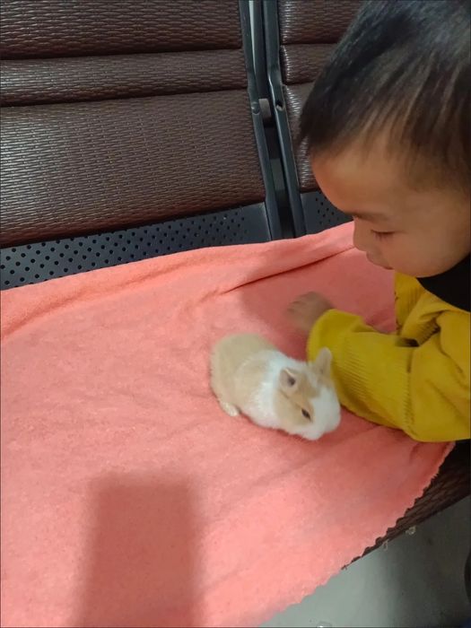 200.000 so‘mdan minik quyonchalar!
Farzandingiz uchun tirik do‘st!