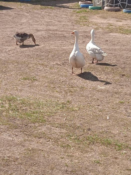 Продам домашних гусей