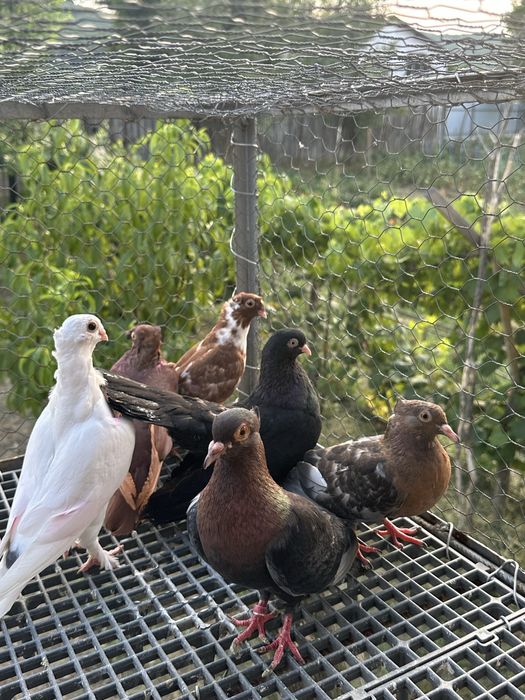 Porumbei de vanzare diferite rase