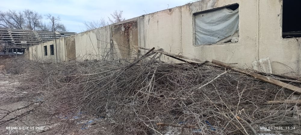 Отдам дрова , карагач