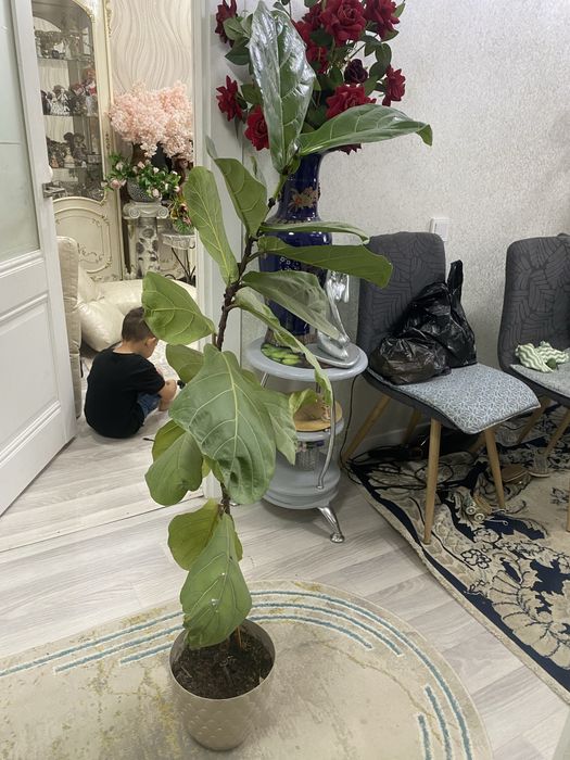Фикус Лирата 140см