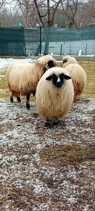 Vând berbecuț de anul trecut din luna februarie îi foarte voinic,