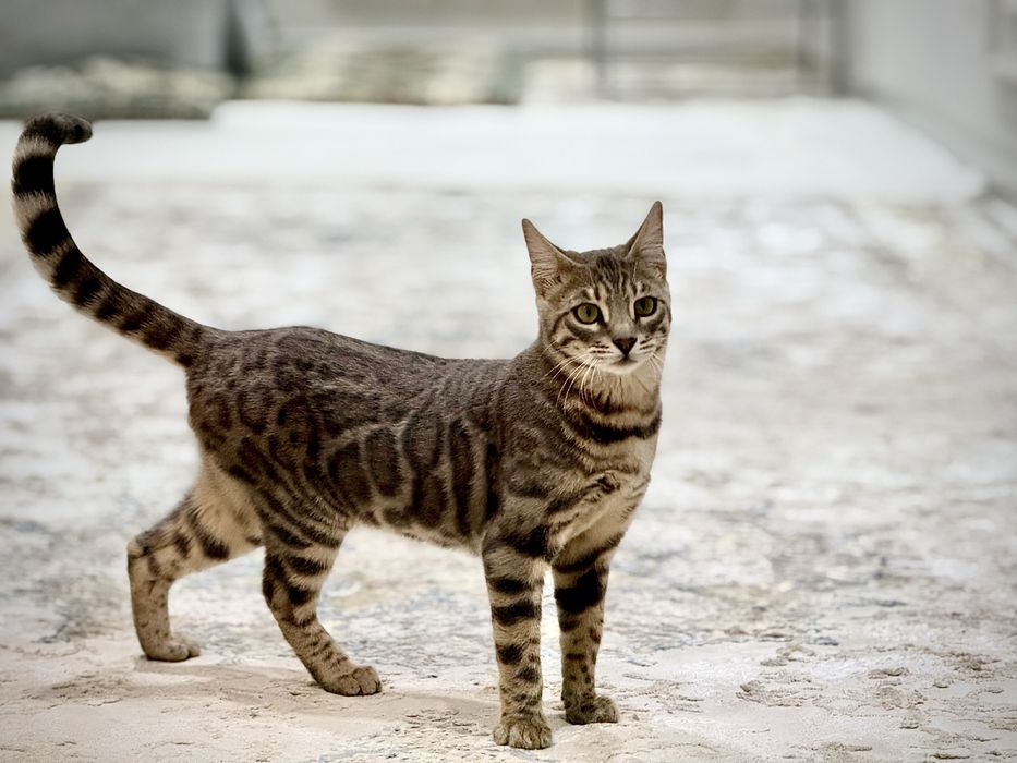 Bengal mushukcha