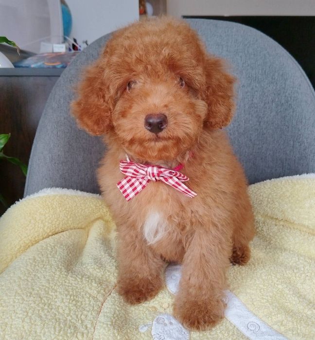 Мини пудел/Mini poodle момченце