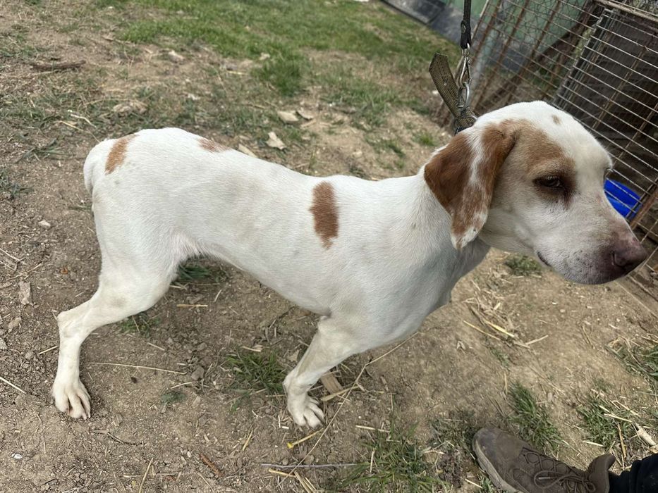 Продавам Истърско гонче